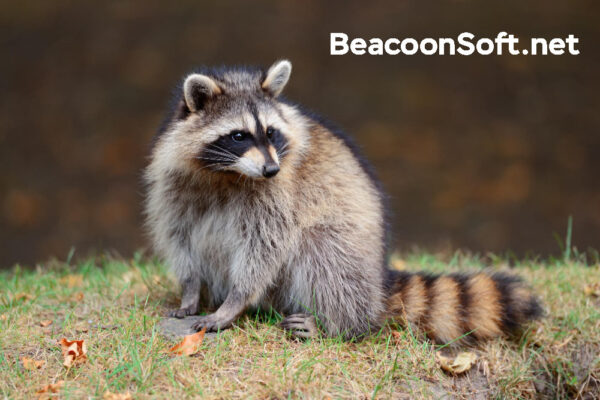 BeacoonSoft.net: Pioneering Digital Transformation for Modern Businesses